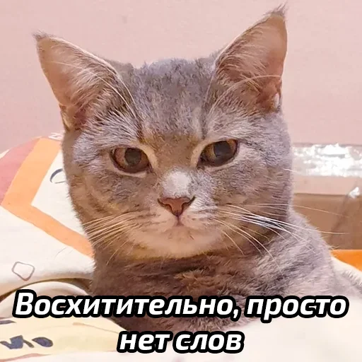 Стикерпак Бабские стикеры для Telegram — скачать
