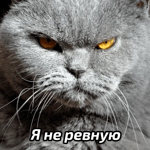 🤯 Стикер «Бабские стикеры» для Telegram