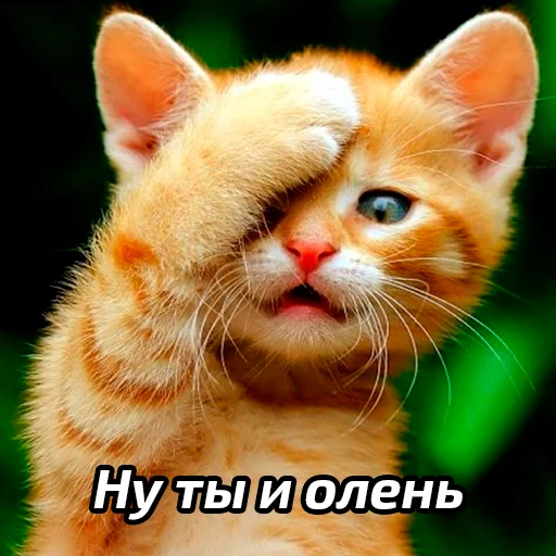 🤭 Стикер «Бабские стикеры» для Telegram