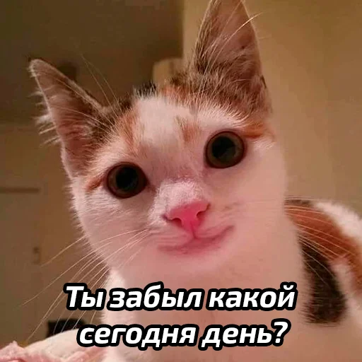 🤔 Стикер «Бабские стикеры» для Telegram