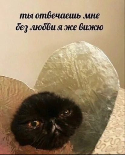 😓 Стикер «zhenyamssongs» для Telegram