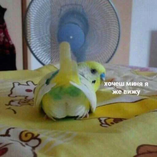 😏 Стикер «zhenyamssongs» для Telegram