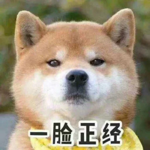 😄 Стикер «核心支付群友专享» для Telegram