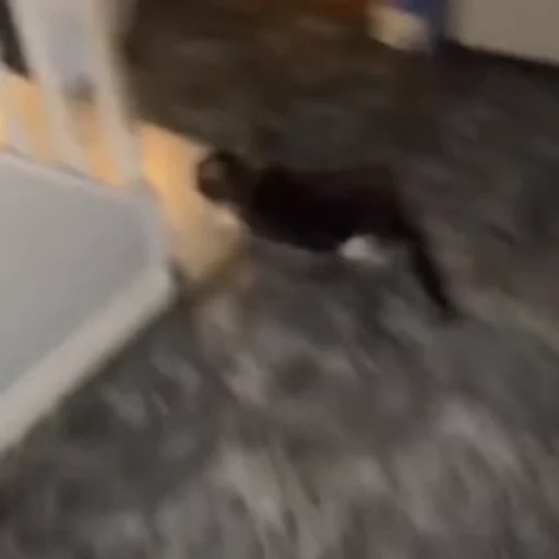 🐈 Стикер «Животные» для Telegram