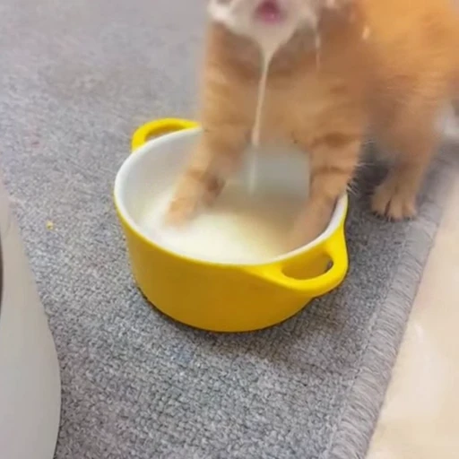 🐈 Стикер «Животные» для Telegram