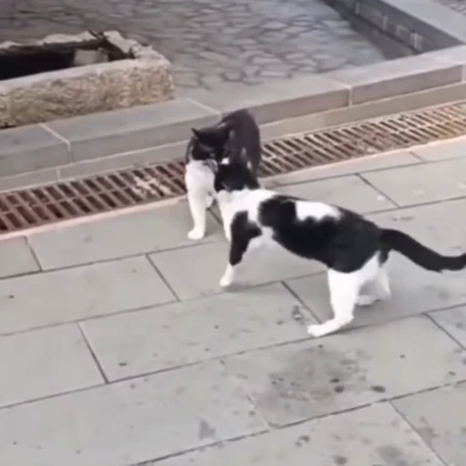 🐈 Стикер «Животные» для Telegram