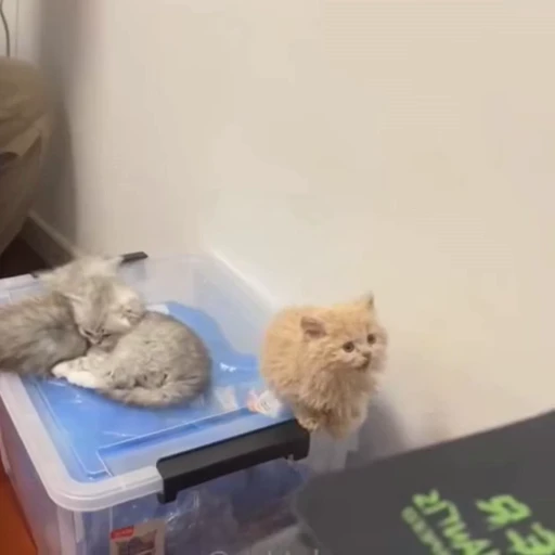 🐈 Стикер «Животные» для Telegram
