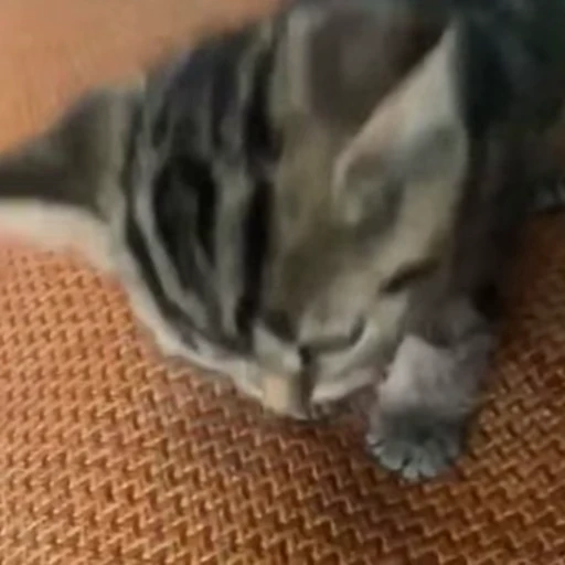 🐈 Стикер «Животные» для Telegram