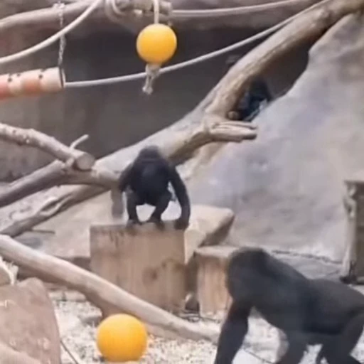 🐒 Стикер «Животные» для Telegram