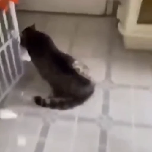 🐈 Стикер «Животные» для Telegram