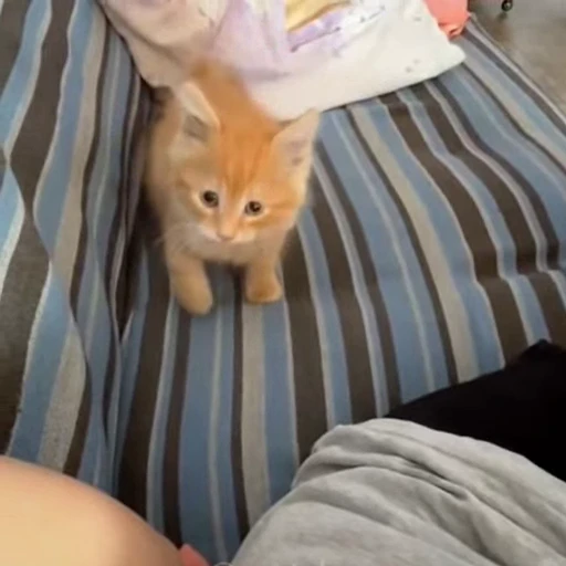 🐈 Стикер «Животные» для Telegram