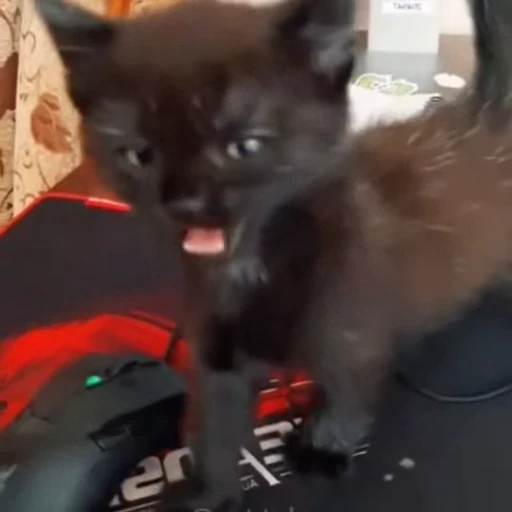🐈 Стикер «Животные» для Telegram