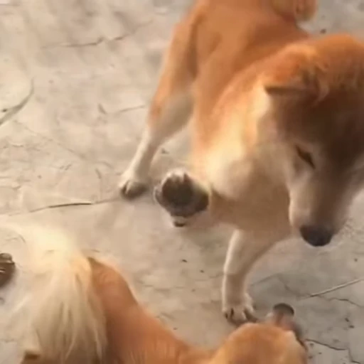 🐩 Стикер «Животные» для Telegram