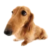 Стикер 2 Собачки