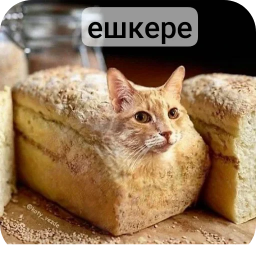 🐱 Стикер «Жиза» для Telegram
