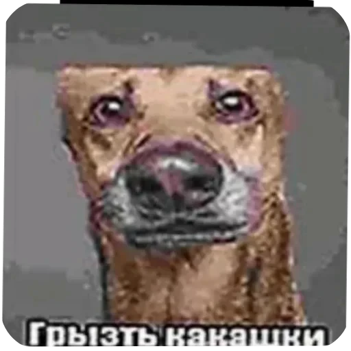 🌌 Стикер «Жиза» для Telegram