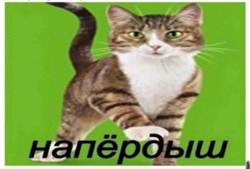 🤩 Стикер «Жиза» для Telegram