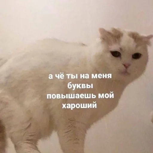 😤 Стикер «Жизяка» для Telegram