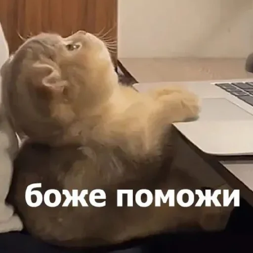 😑 Стикер «Жизяка» для Telegram