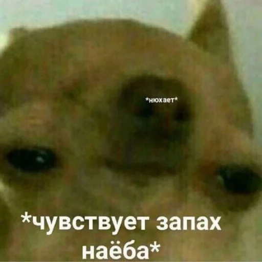 😑 Стикер «Жизяка» для Telegram