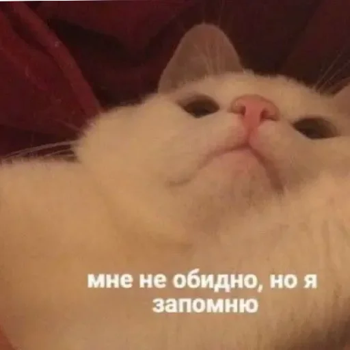 😪 Стикер «Жизяка» для Telegram