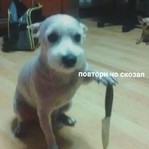 🗡️ Стикер «Жизяка» для Telegram