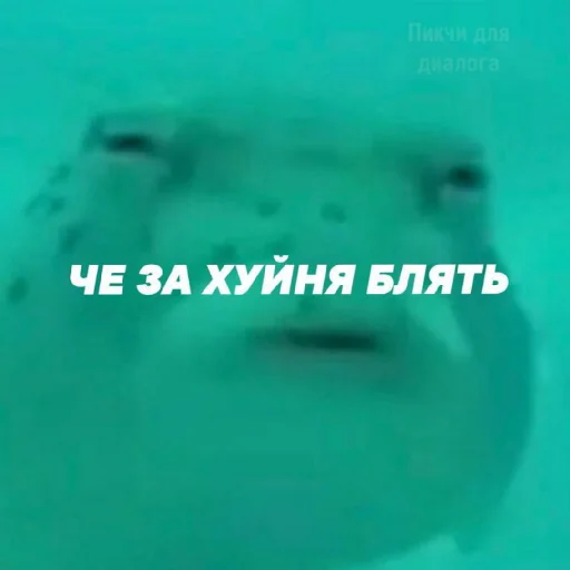 😑 Стикер «Жизяка» для Telegram