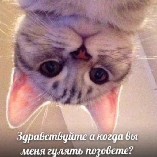 🤔 Стикер «Жизяка» для Telegram