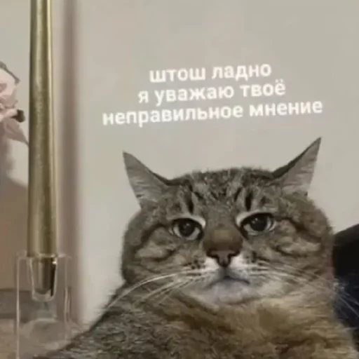 😄 Стикер «Жизяка» для Telegram