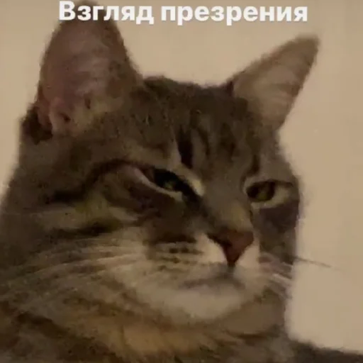 😑 Стикер «Жизяка» для Telegram