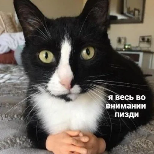 🙂 Стикер «Жизяка» для Telegram