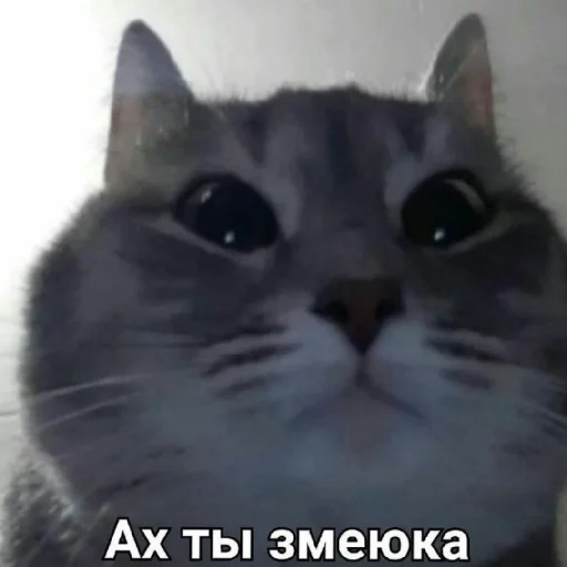 😠 Стикер «Жизяка» для Telegram