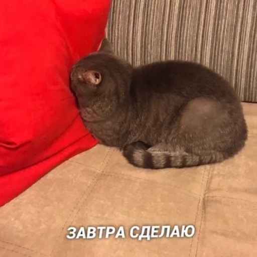 😴 Стикер «Жизяка» для Telegram