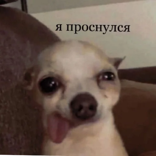 😴 Стикер «Жизяка» для Telegram