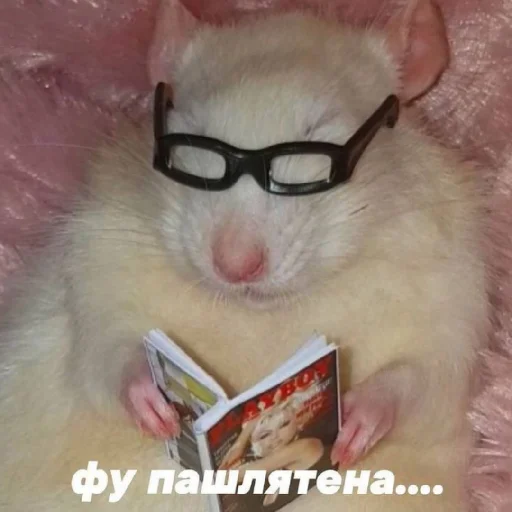 🥵 Стикер «Жизяка» для Telegram