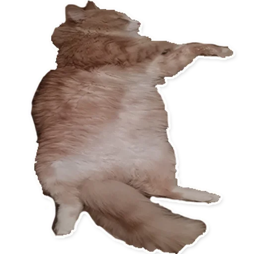 😼 Стикер «Жмырлоки» для Telegram