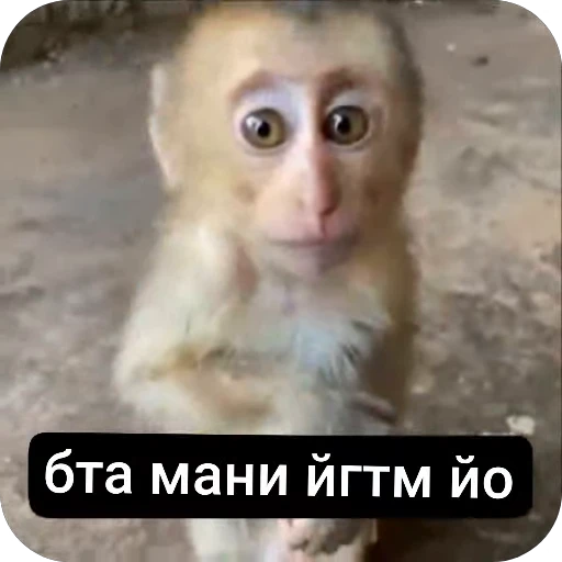 🌟 Стикер «ziloshs» для Telegram