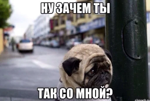 😭 Стикер «Zloi» для Telegram