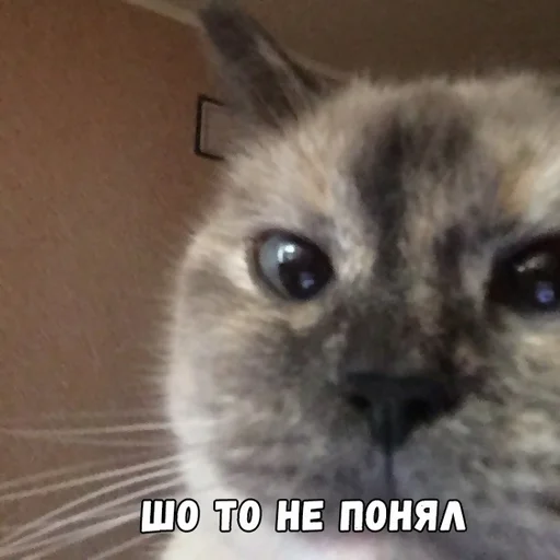 😕 Стикер «Zloi» для Telegram