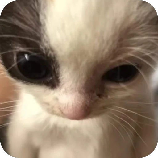 🫥 Стикер «Zoo» для Telegram