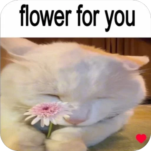😘 Стикер «Zoo» для Telegram