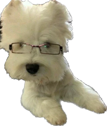 🤓 Стикер «Zoo» для Telegram