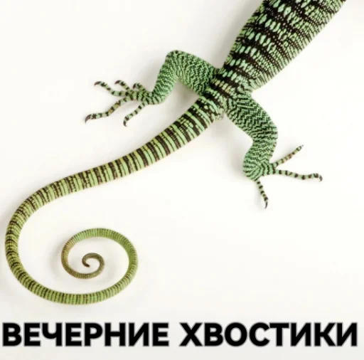 🦎 Стикер «??????ZOV??????» для Telegram