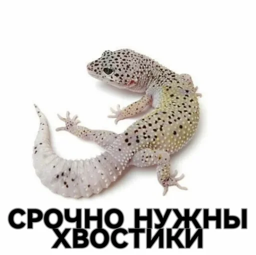 🦎 Стикер «??????ZOV??????» для Telegram