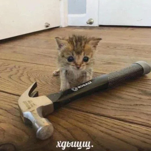 📷 Стикер «дизмилейт» для Telegram