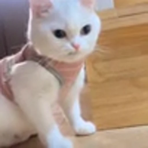 😾 Эмодзи «zroz» для Telegram