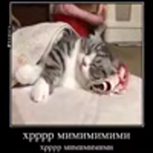 😴 Эмодзи «zroz» для Telegram