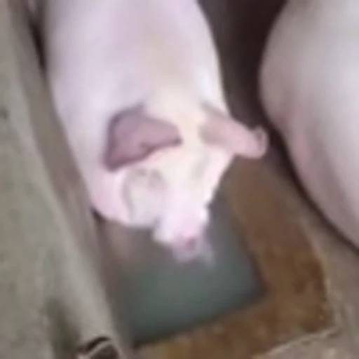 🐽 Эмодзи «zroz» для Telegram