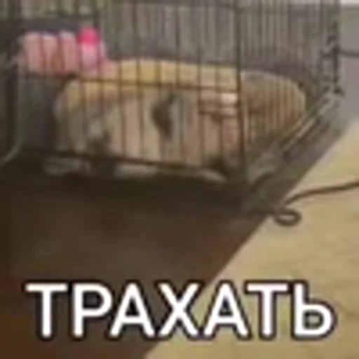✌️ Эмодзи «zroz» для Telegram