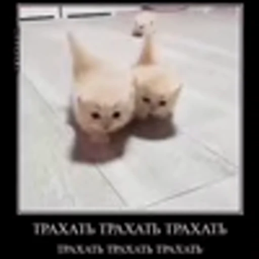 🐱 Эмодзи «zroz» для Telegram